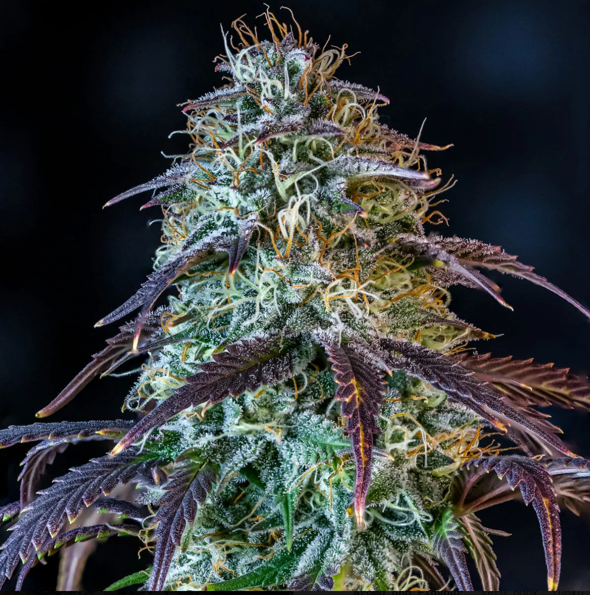 Mephisto’s Wedding Autoflowering Mephisto Genetics