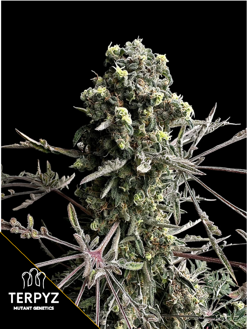 Mentha de Croco Bx1 F2 „Fern“ Feminized