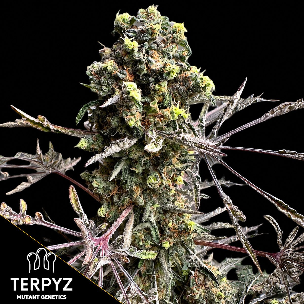 Mentha de Croco Bx1 F2 „Fern“ Feminized