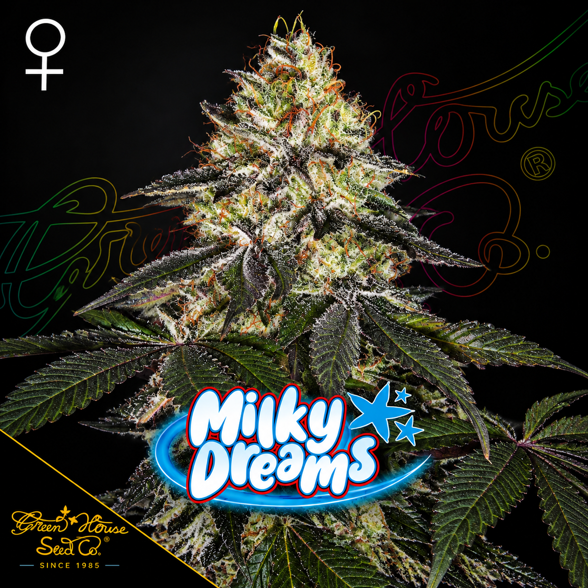 Milky Dreams Feminized Greenhouse Seeds