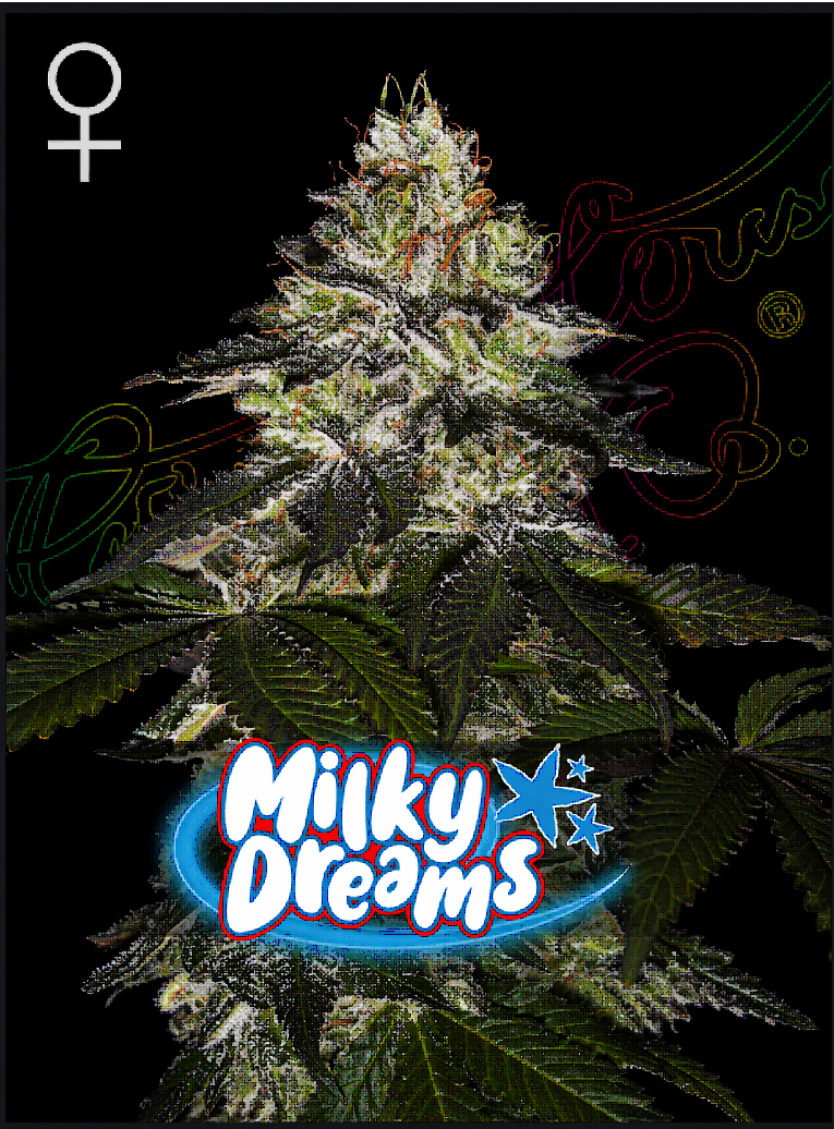 Milky Dreams Feminized – Greenhouse Seeds