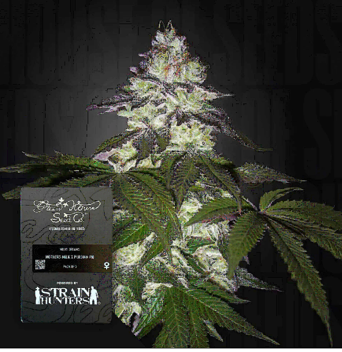 Milky Dreams Feminized – Greenhouse Seeds