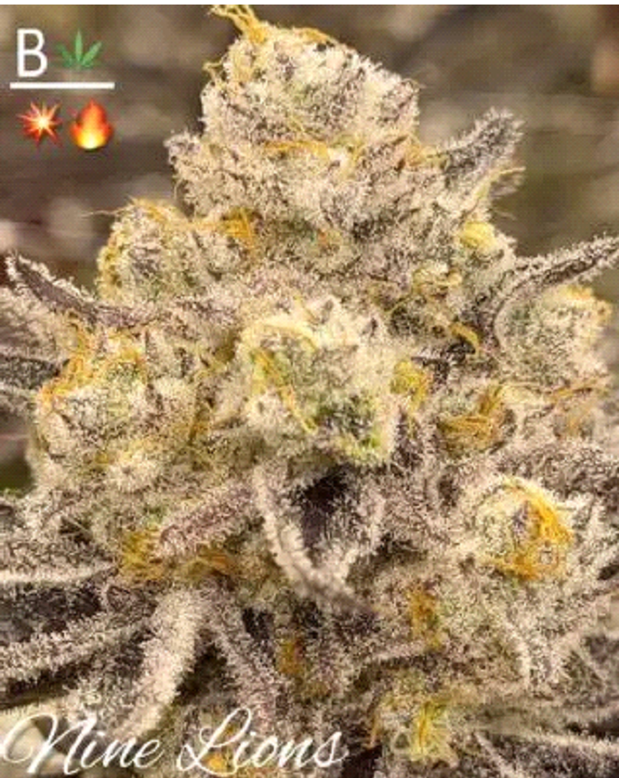 Nine Lions Feminized – BeLeaf