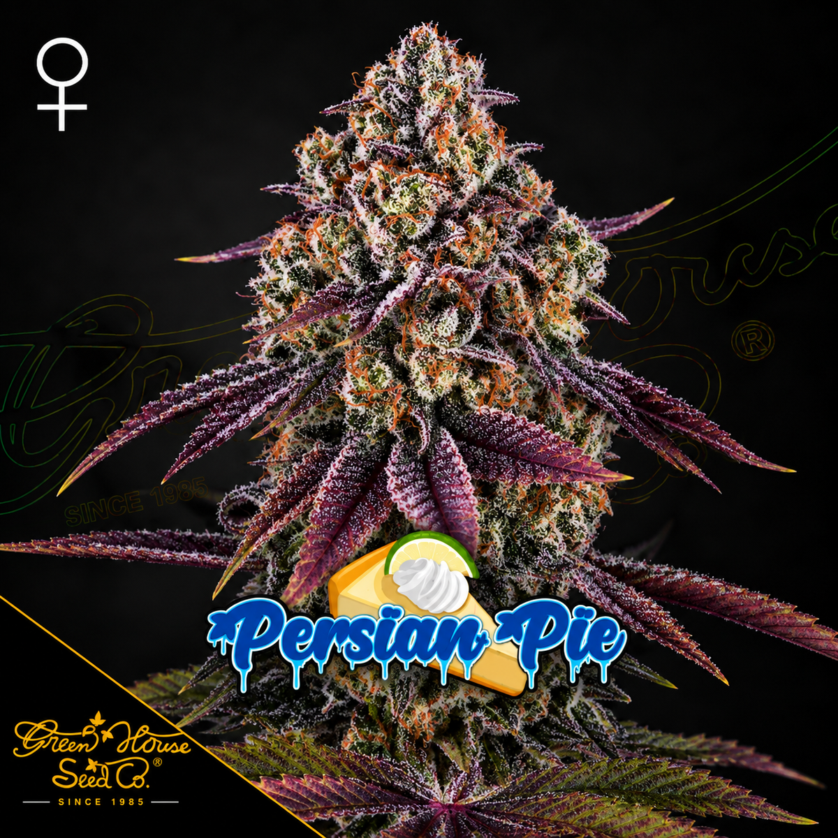 Persian Pie Feminized Greenhouse Seeds