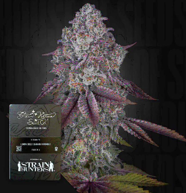 Persian Pie Feminized – Greenhouse Seeds