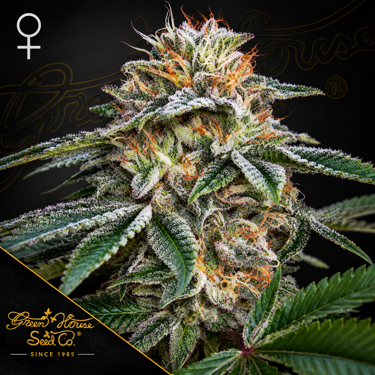 Super Banana Mango Feminized Greenhouse Seeds