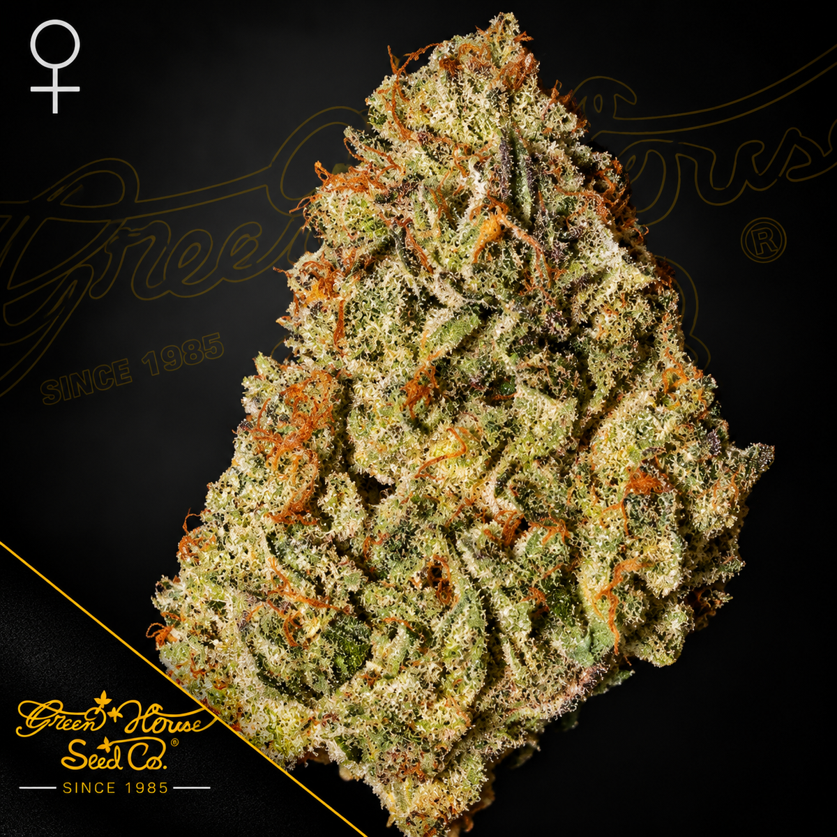 Super Banana Mango Feminized Greenhouse Seeds