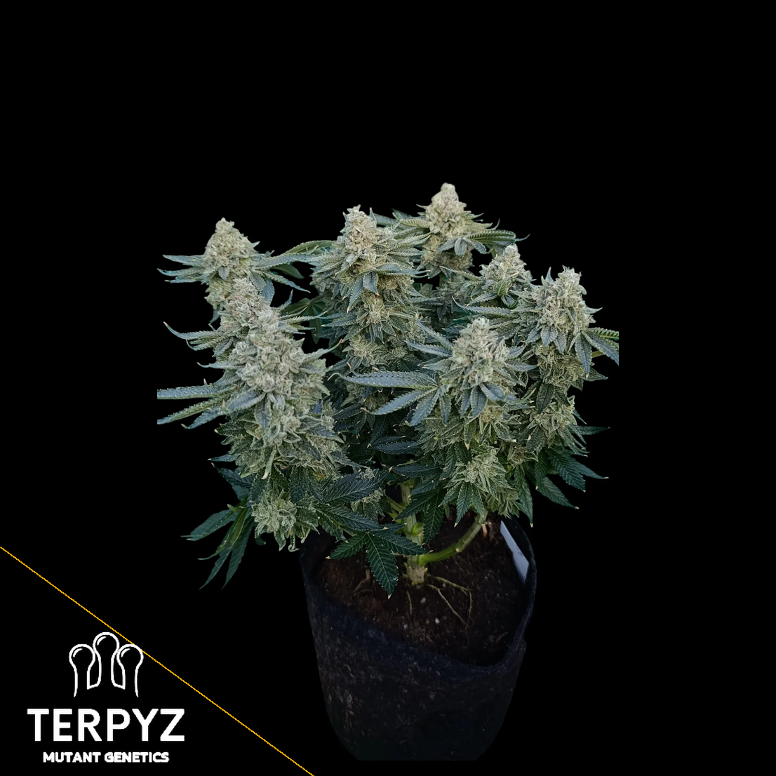 Zour MelonZ Feminized