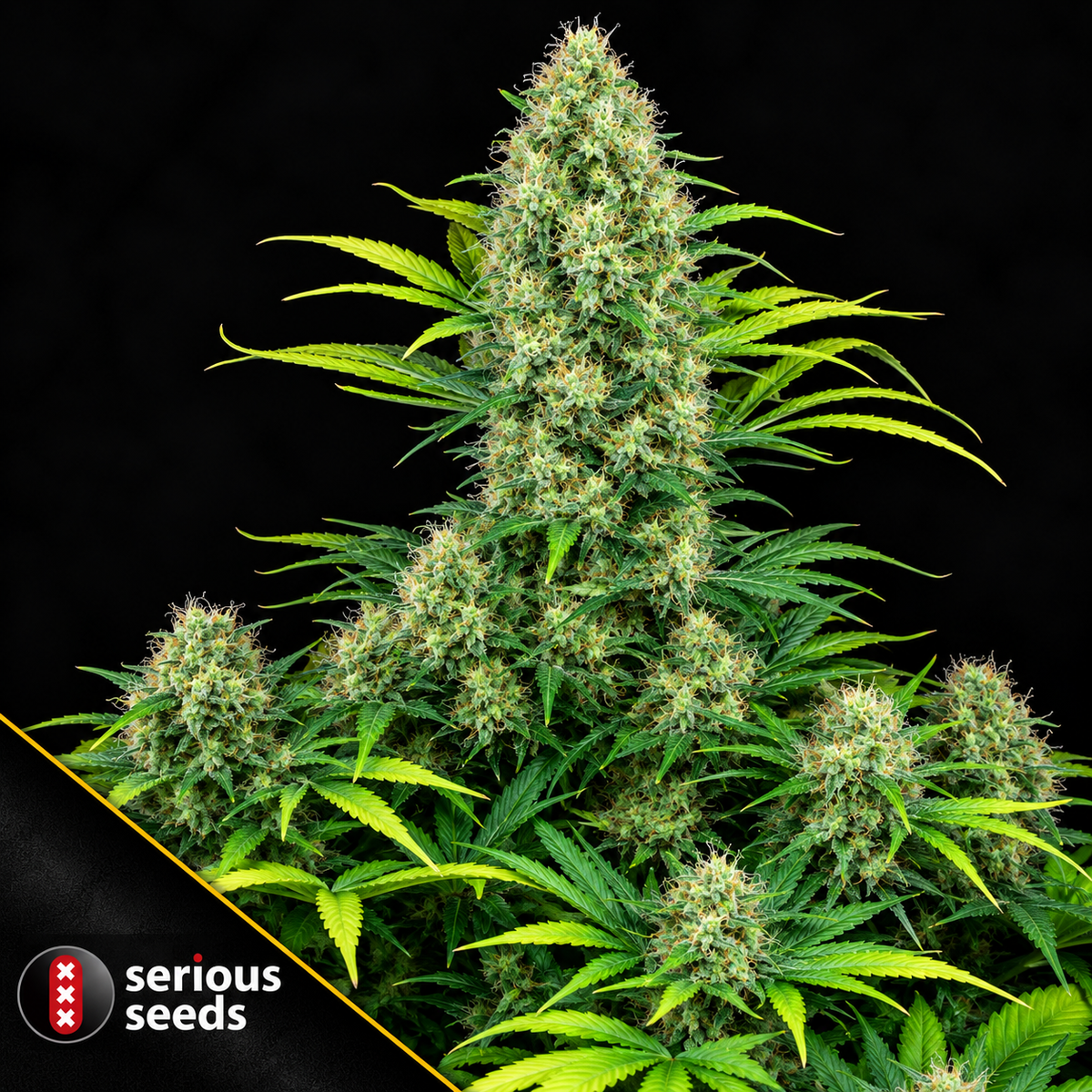 Serious 6 Feminized Serious Seeds