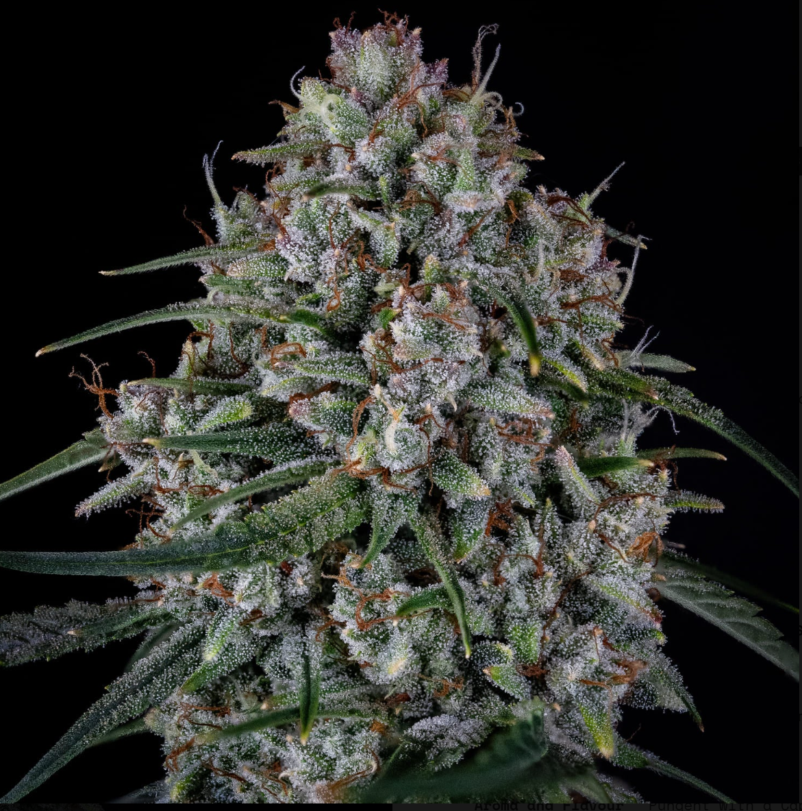 Skywalker Autoflowering  Seeds Mephisto Genetics