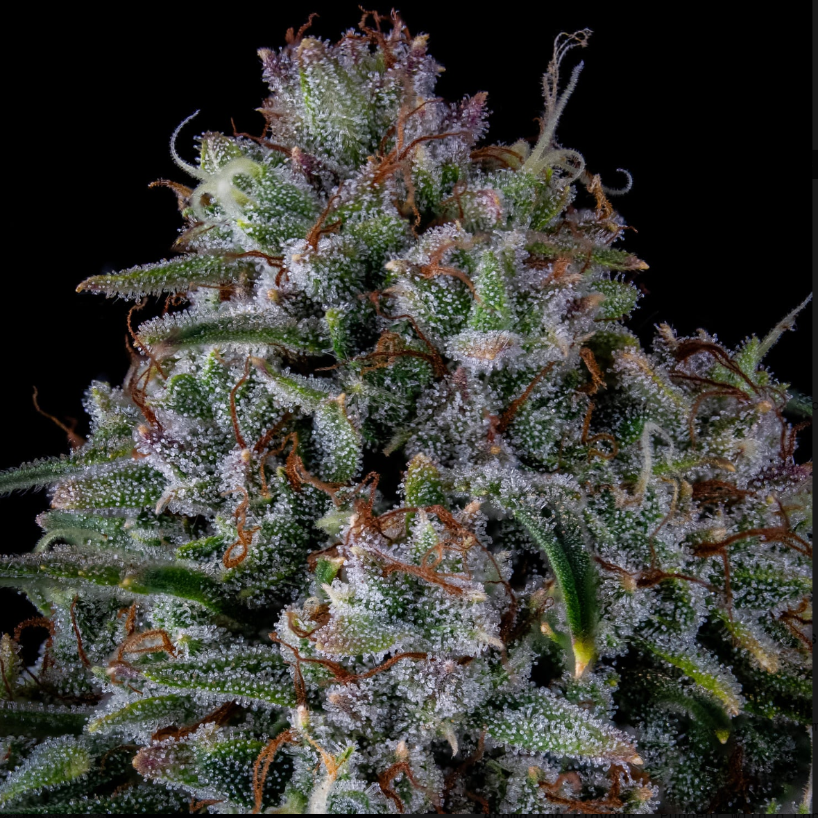 Skywalker Autoflowering  Seeds Mephisto Genetics