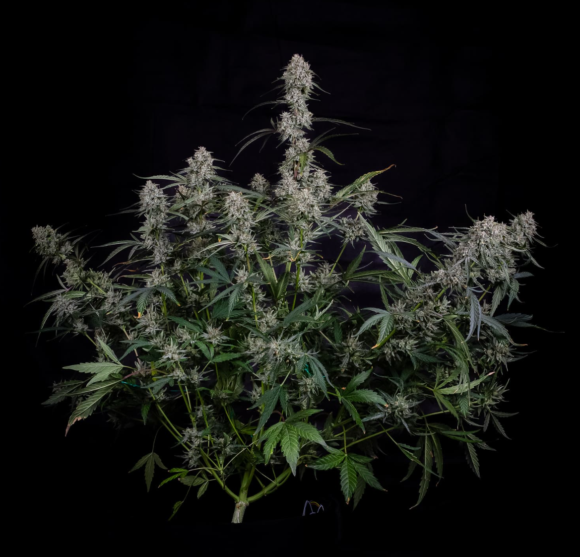 Skywalker Autoflowering  Seeds Mephisto Genetics