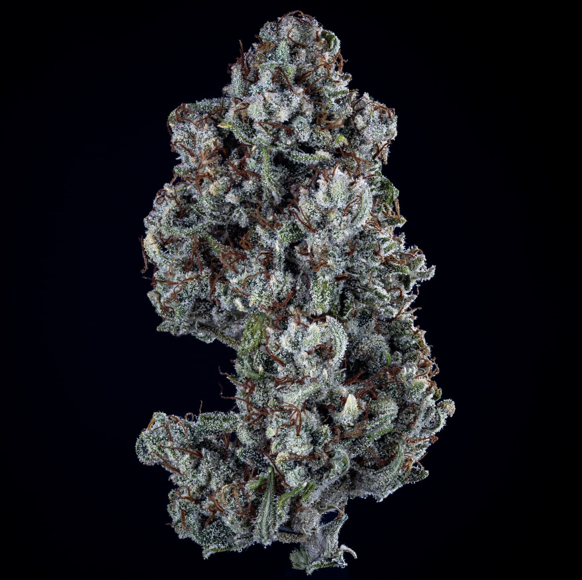 Skywalker Autoflowering  Seeds Mephisto Genetics