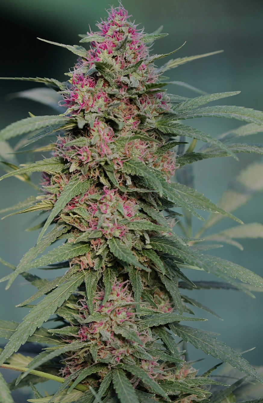 Serious 6 Feminized Serious Seeds
