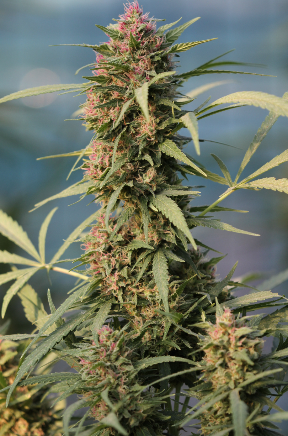 Serious 6 Feminized Serious Seeds