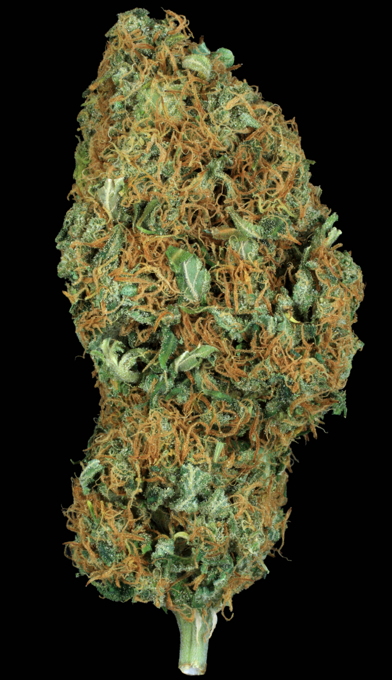 Serious Happiness Feminized Serious Seeds