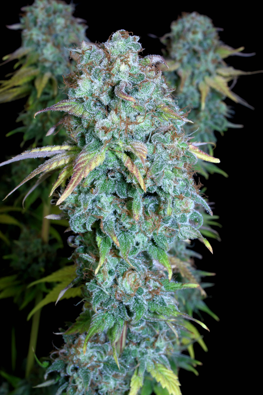 Serious Happiness Feminized Serious Seeds