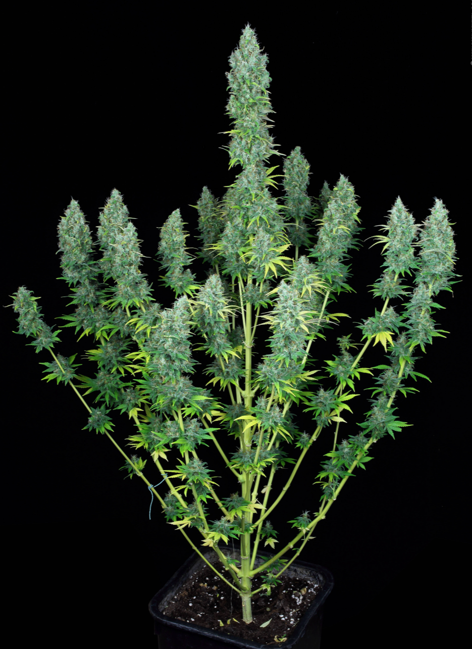 Serious Happiness Feminized Serious Seeds