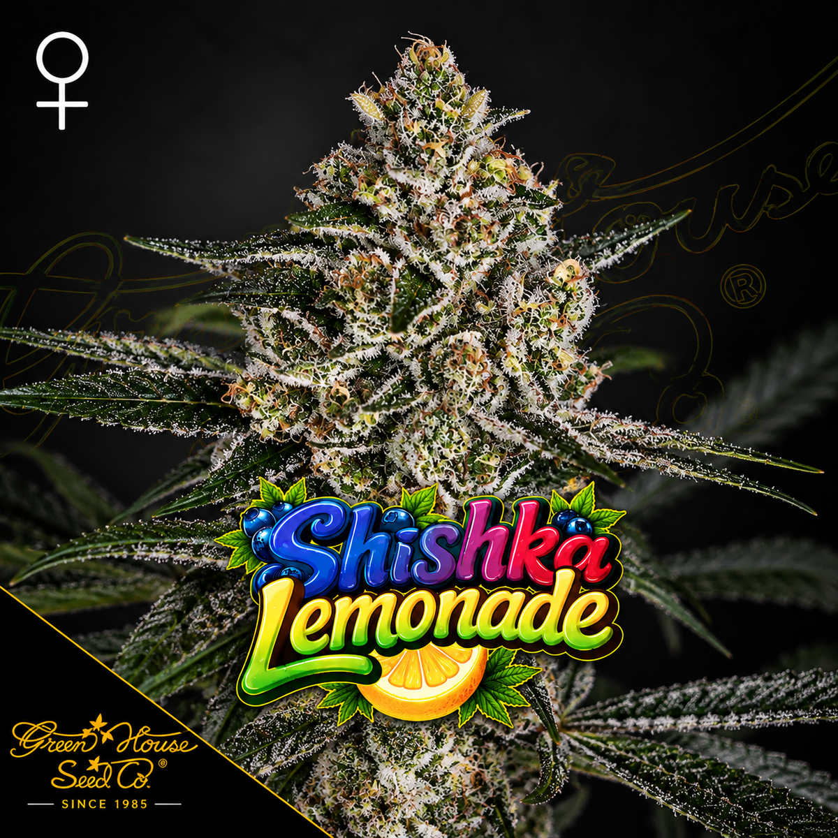Shishka Lemonade Feminized Greenhouse Seeds