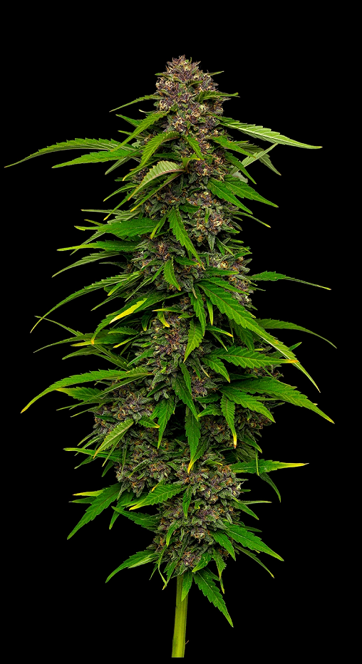 Squirt Feminized – Humboldt Seed Company