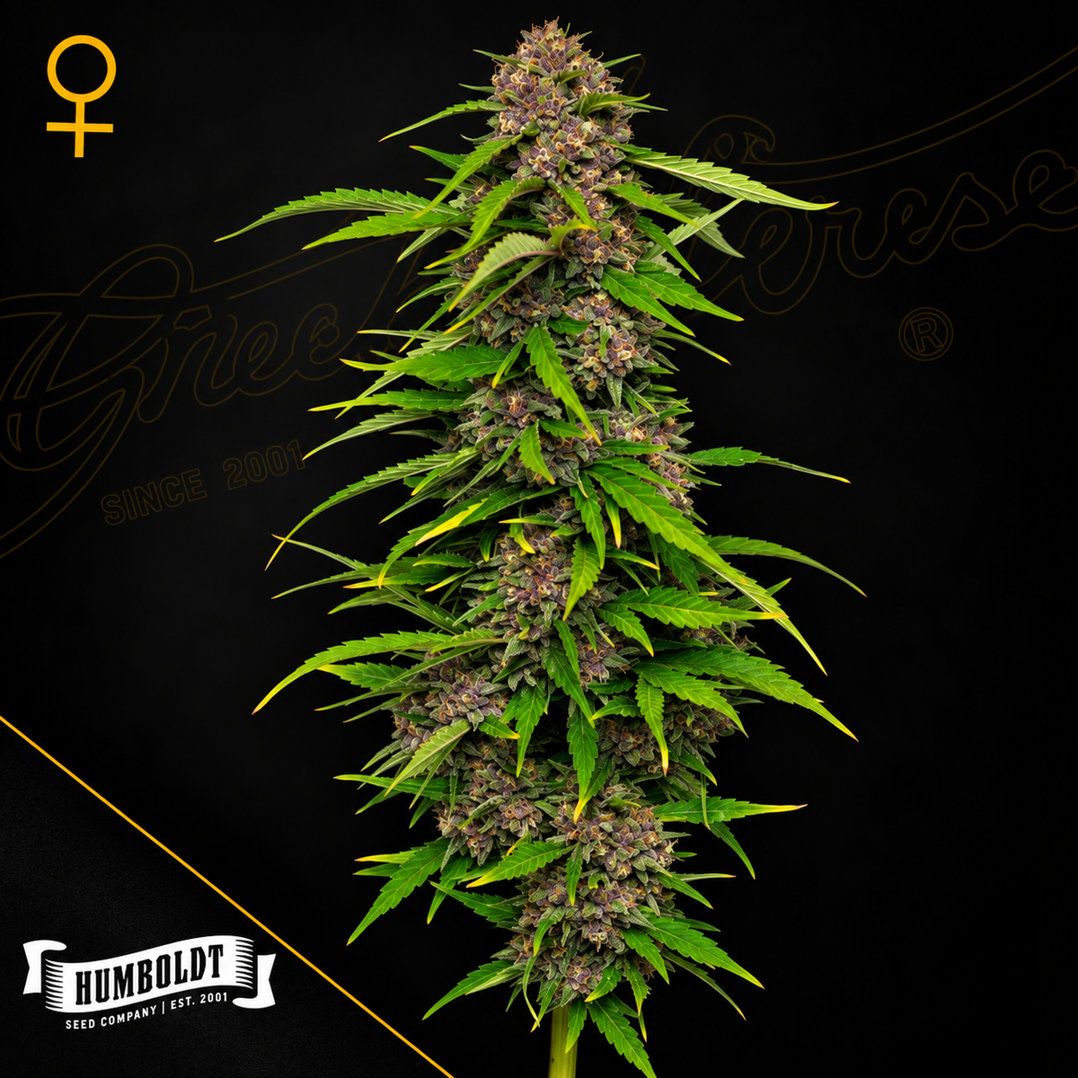 Squirt Feminized Humboldt Seed Company