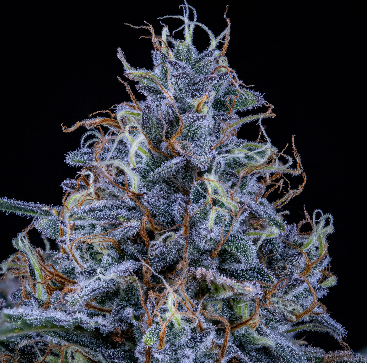 Sundae Thumper Autoflowering Mephisto Genetics