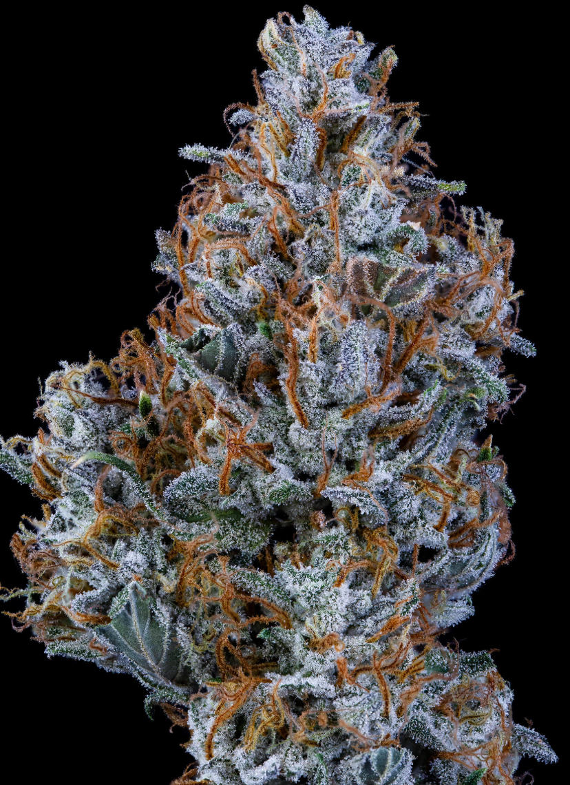 Sundae Thumper Autoflowering Mephisto Genetics