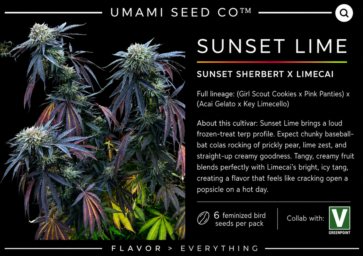 Umami Seeds Sunset Lime Feminized Cannabis Seeds – 6er Pack