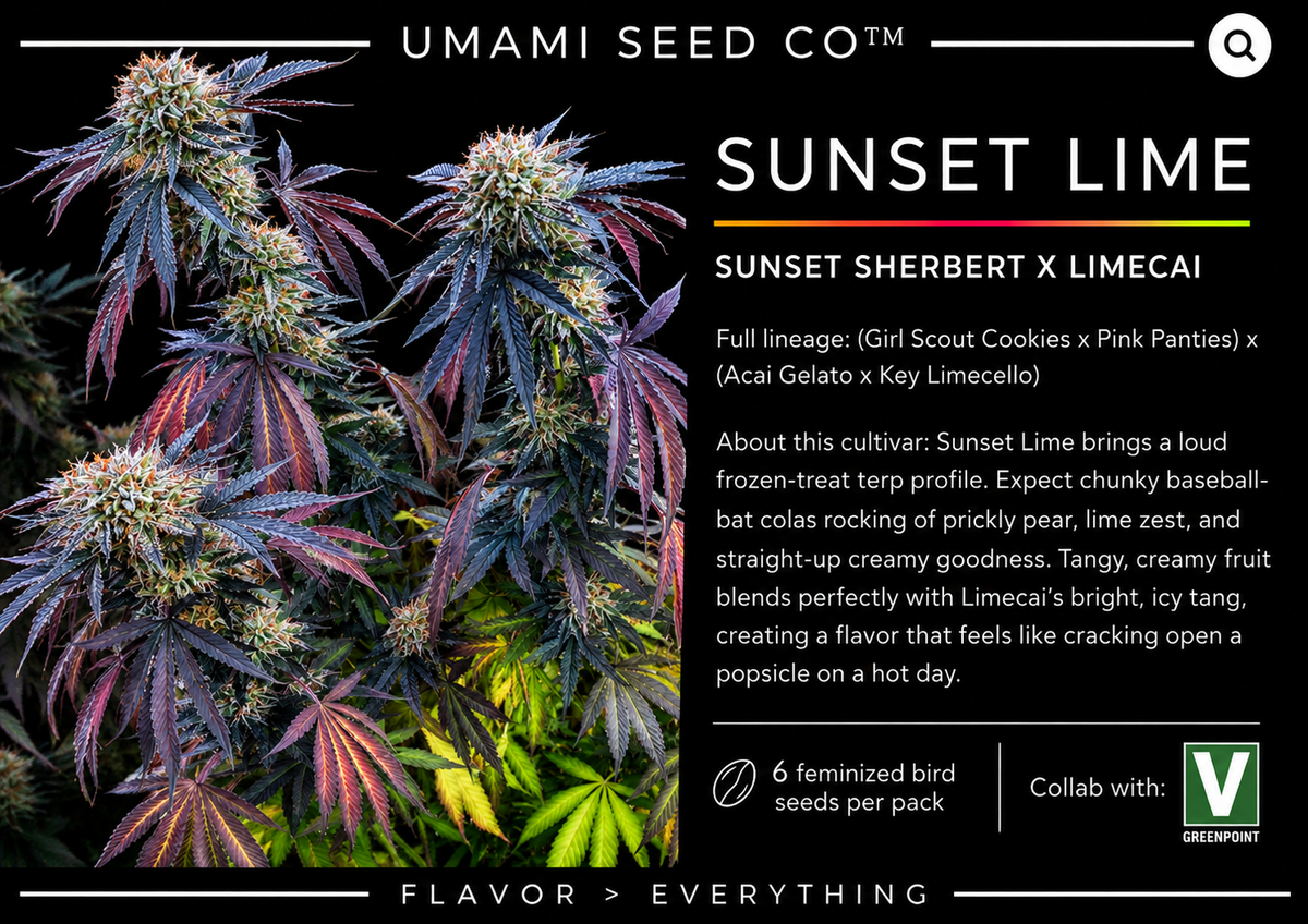 Sunset Lime Feminized  Umami Seeds