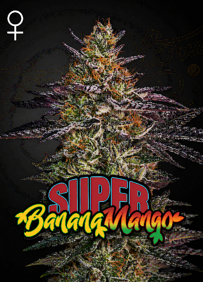 Super Banana Mango Feminized – Greenhouse Seeds