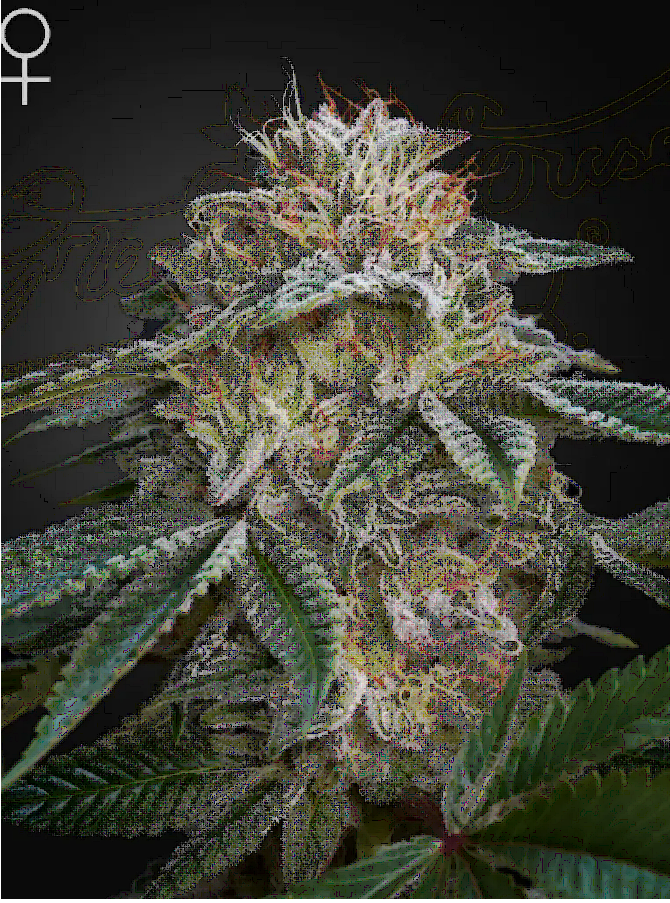 Super Banana Mango Feminized – Greenhouse Seeds