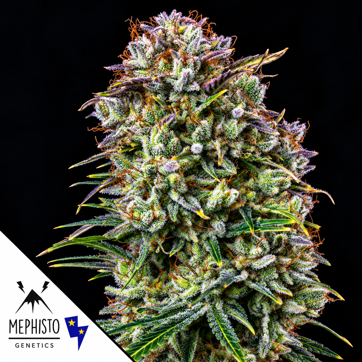 Toofless Alien Auto Mephisto Genetics