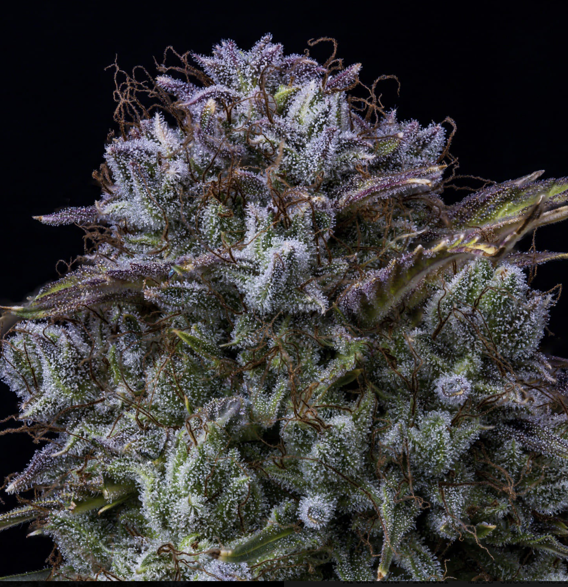 Toofless Alien Auto Mephisto Genetics