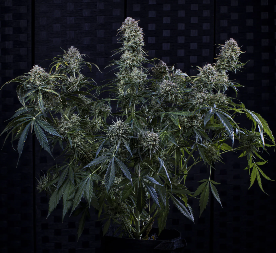 Toofless Alien Auto Mephisto Genetics