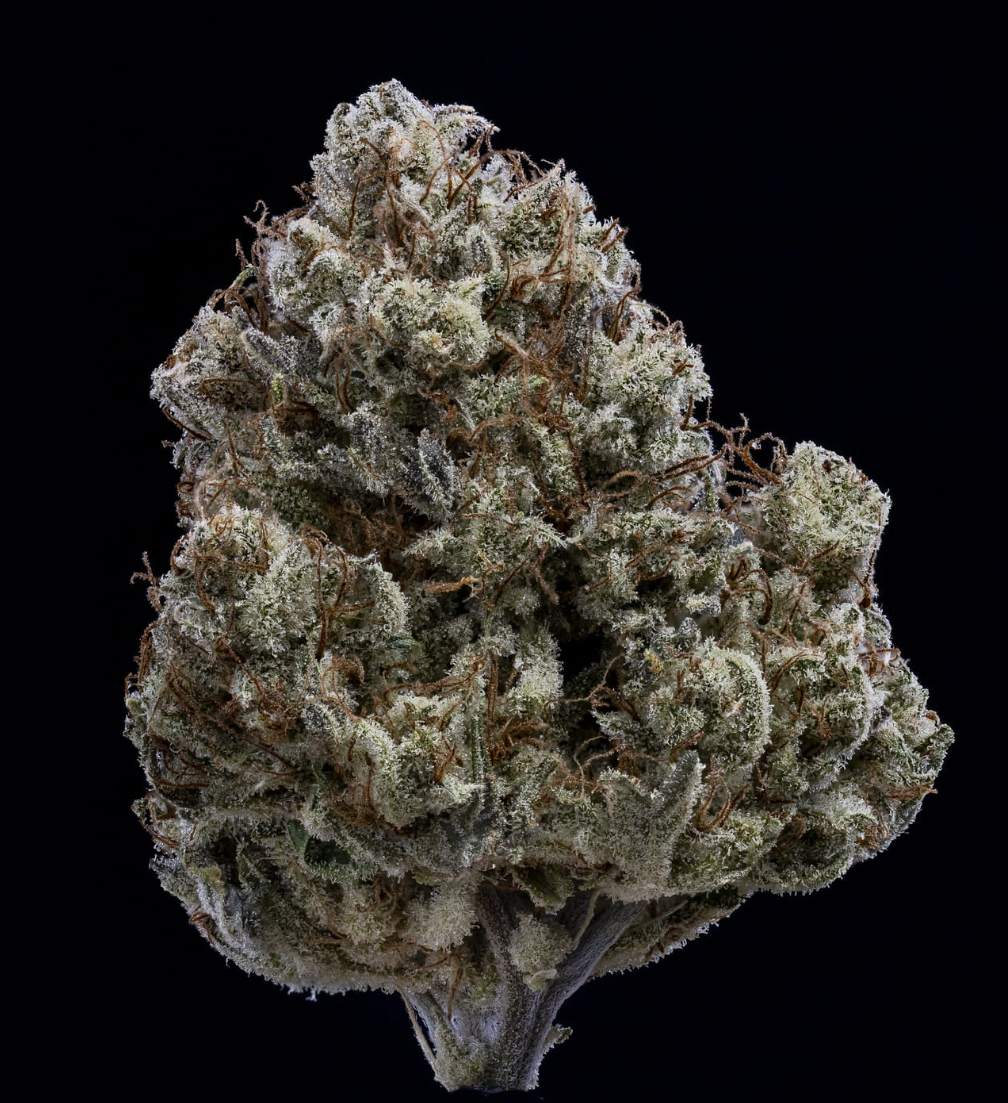 Toofless Alien Auto Mephisto Genetics