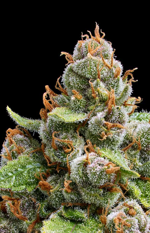 The Upsetter Feminized – Humboldt Seed Company