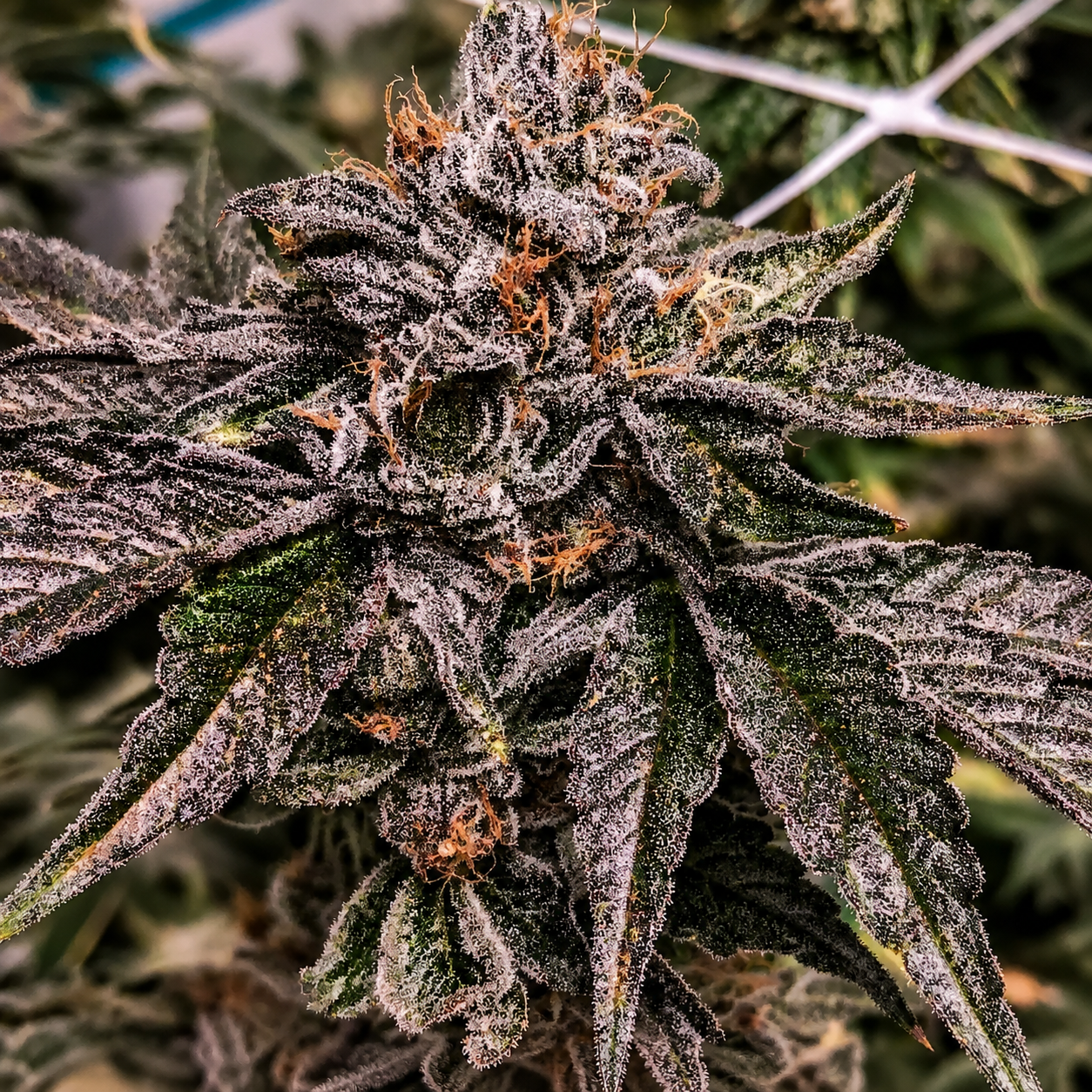 Zeltzer Feminized – Umami Seeds