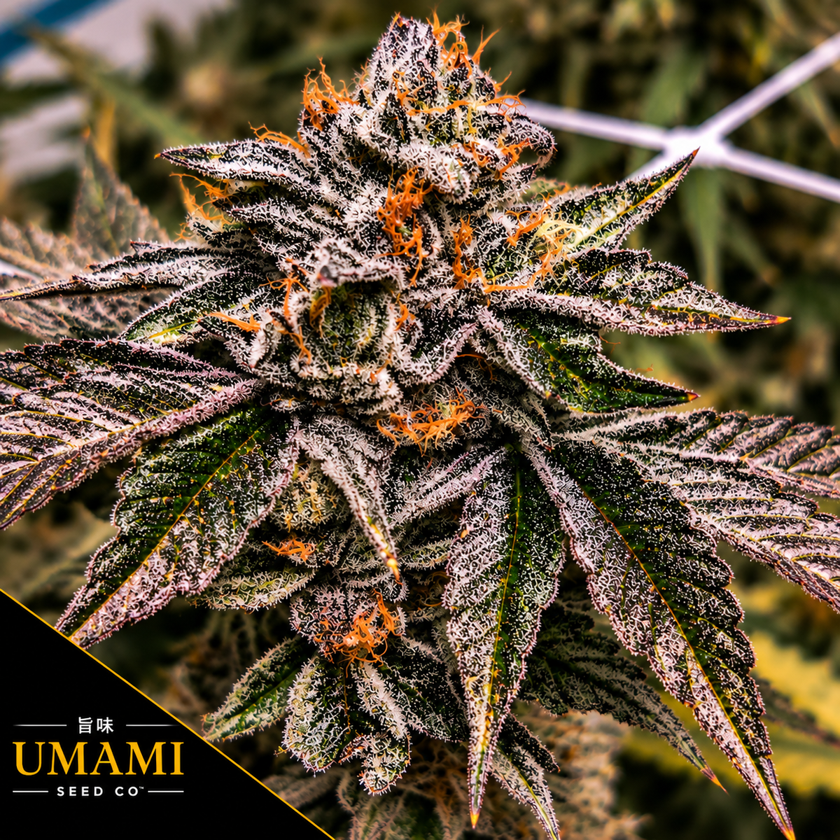 Zeltzer Feminized  Umami Seeds