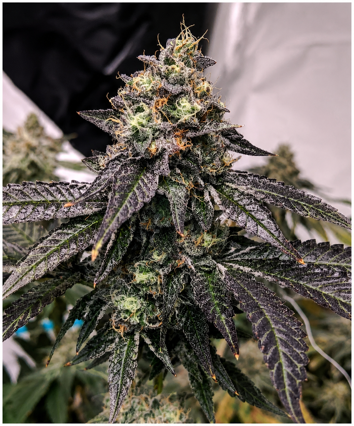 Zeltzer Feminized – Umami Seeds