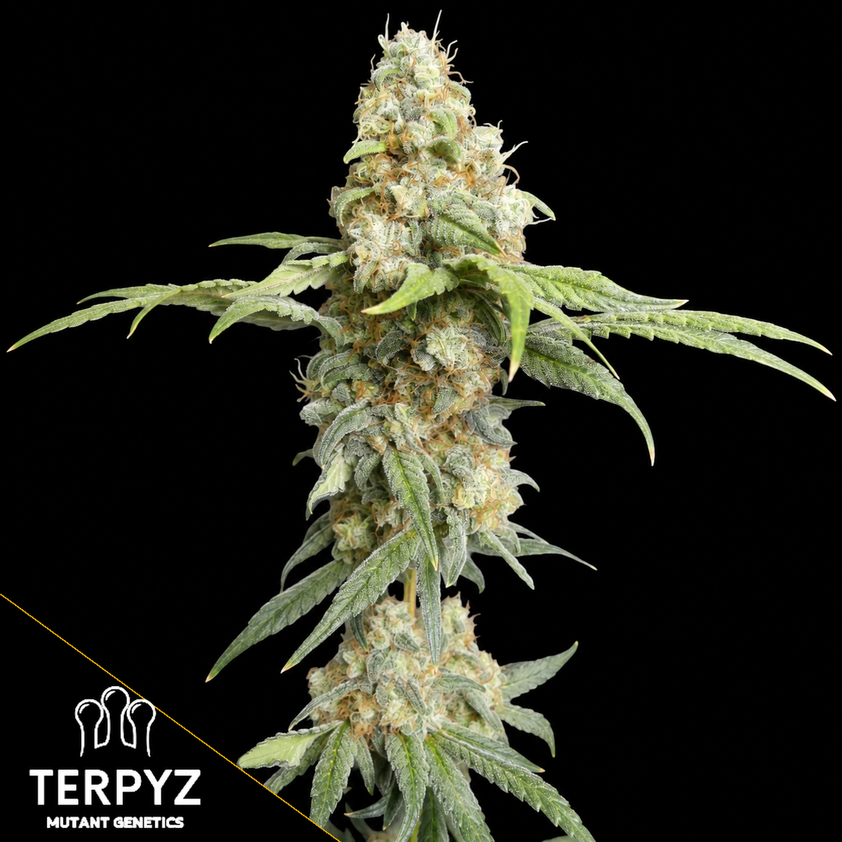 ZITRO Feminized