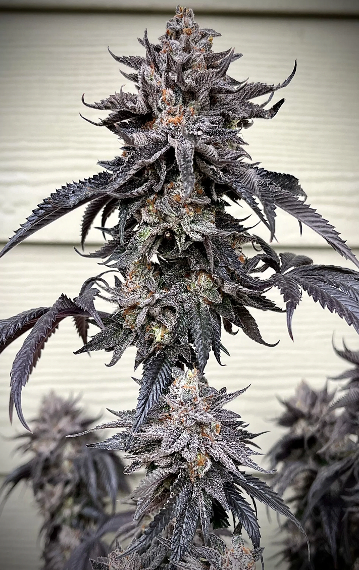 Zodaza Feminized – Umami Seeds