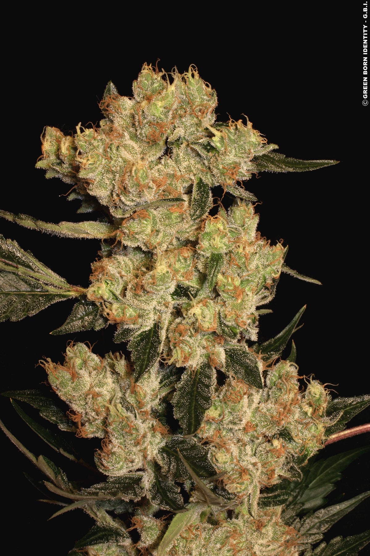 AK-47 Feminized Serious Seeds
