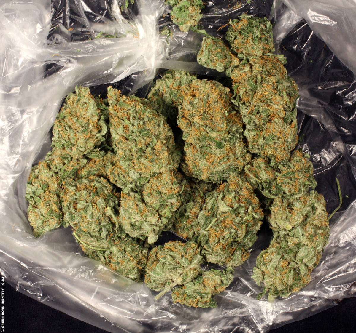 AK-47 Feminized Serious Seeds