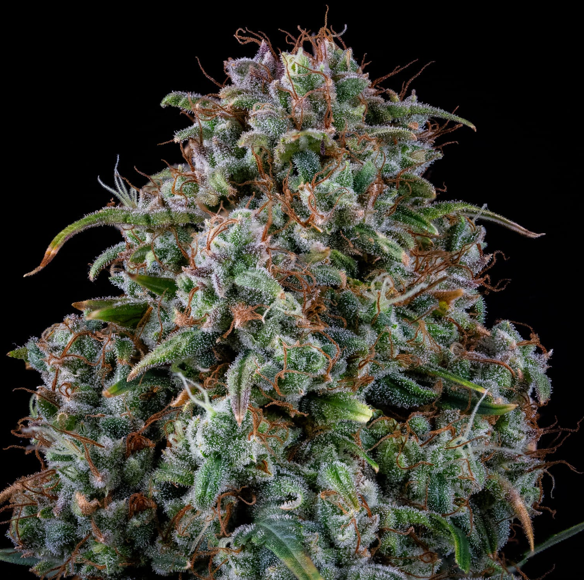 Alien vs. Triangle Autoflowering Mephisto Genetics