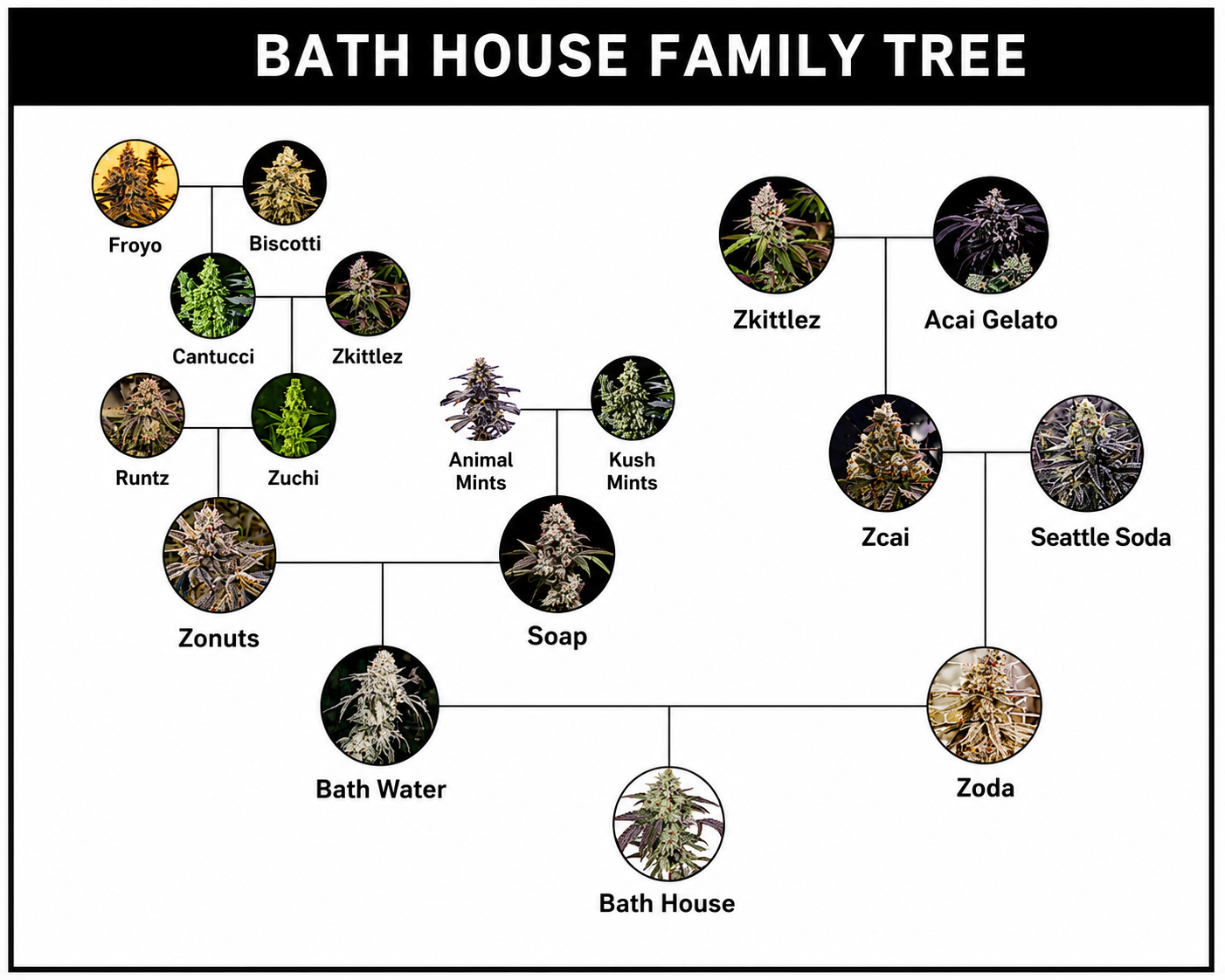Bath House Feminized – Umami Seeds