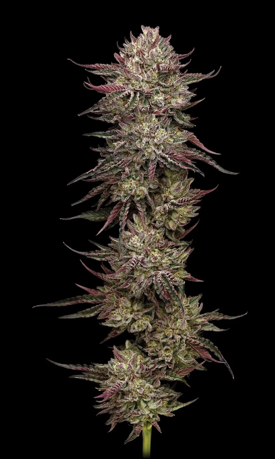 Chicken n' Wafflez Feminized – Humboldt Seed Company