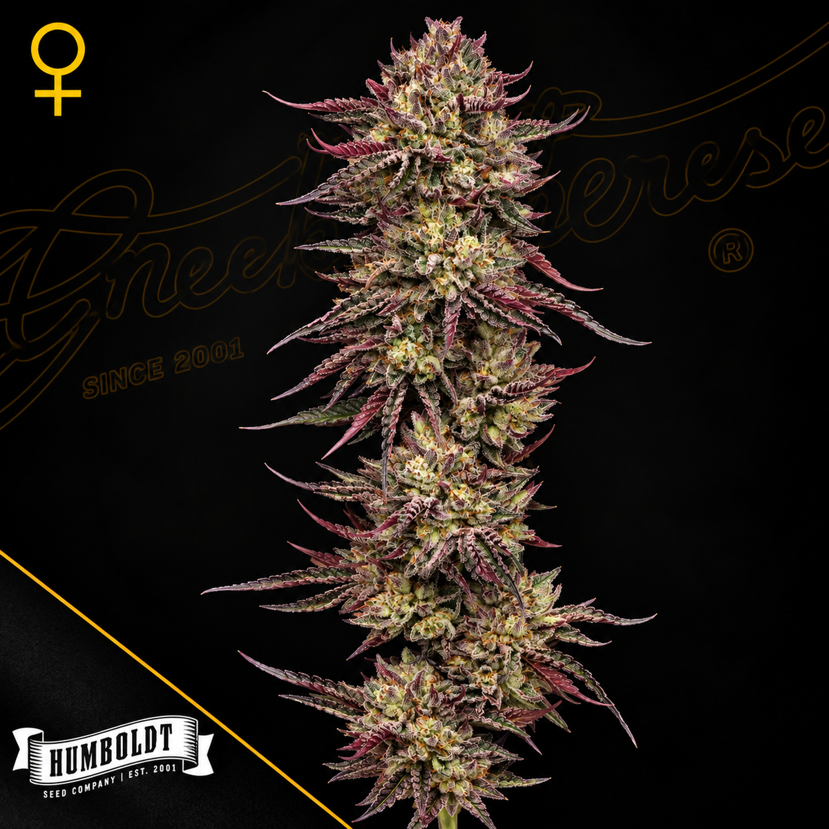 Chicken n’ Wafflez Feminized Humboldt Seed Company