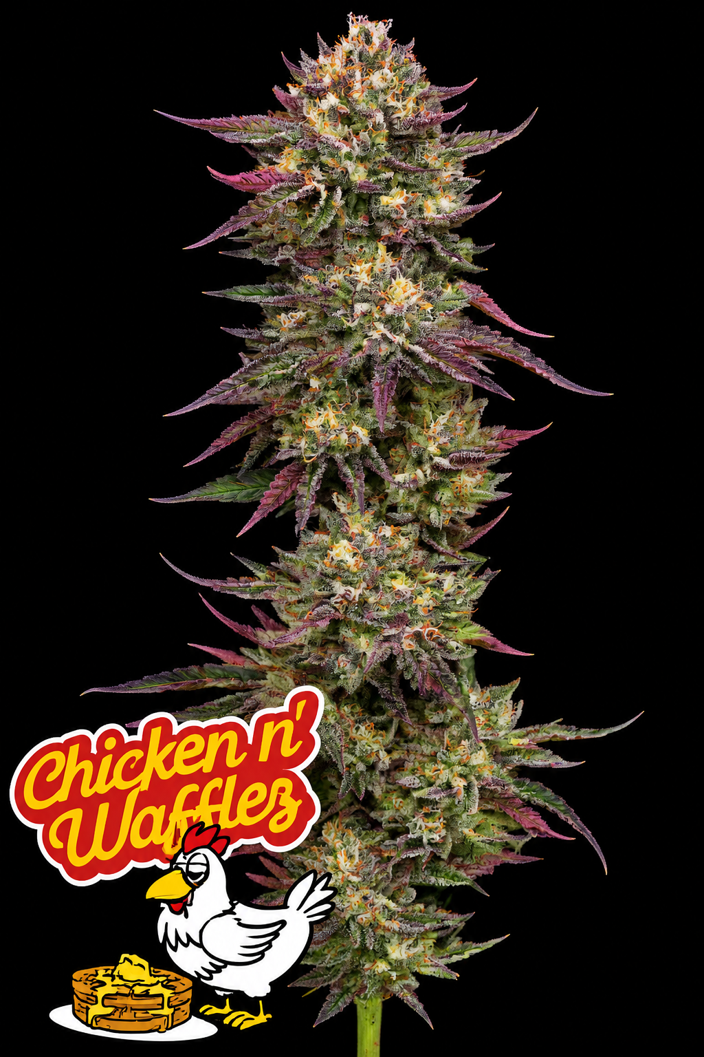 Chicken n’ Wafflez Feminized Humboldt Seed Company
