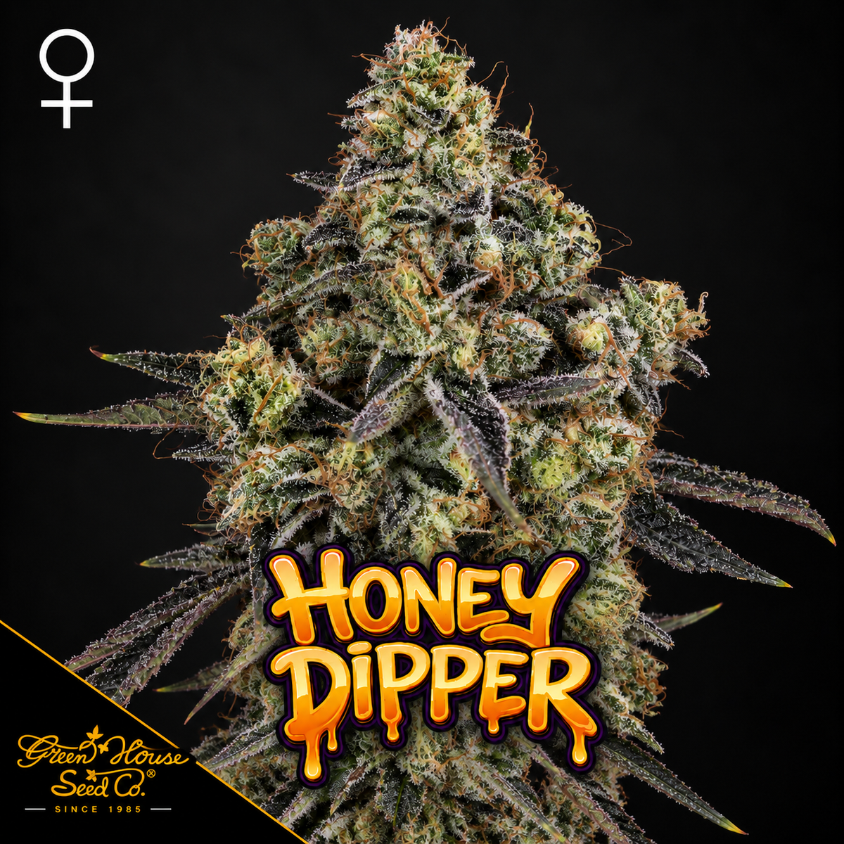 Honey Dipper Feminized Greenhouse Seeds
