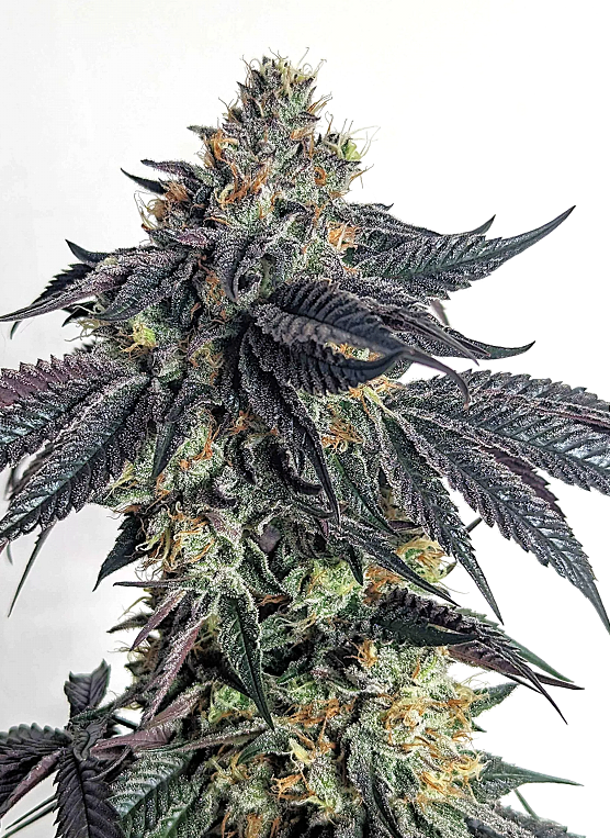 Purple Limeade Feminized – Umami Seeds
